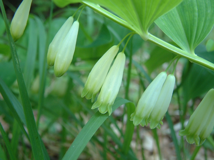 Polygonatum odoratum / Sigillo di Salomone comune